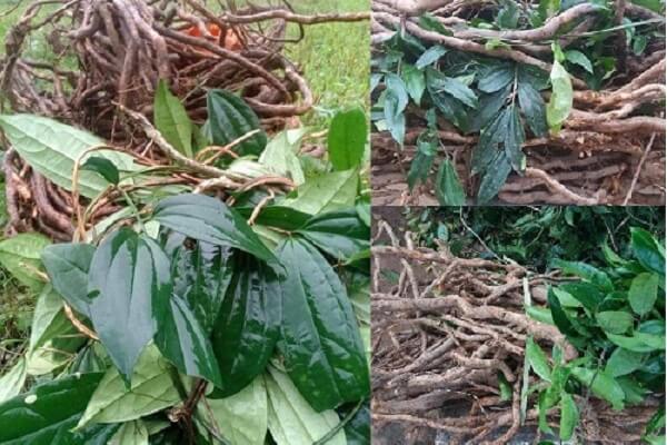 Sâm xuyên đá còn có tên gọi khác là sâm dây hay sâm phá thạch là một loại dược liệu tốt.