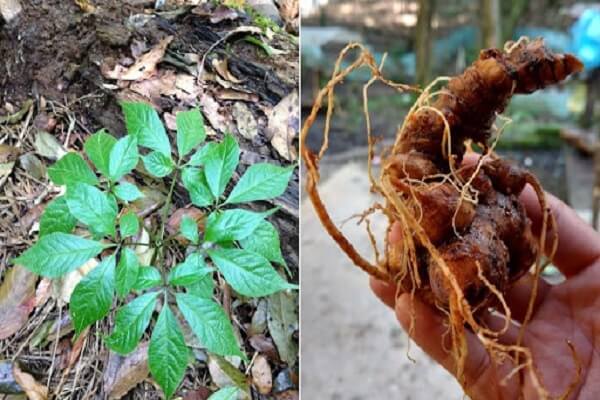 Sâm Ngọc Linh là một trong những dược liệu quý với nhiều tác dụng tốt cho sức khỏe.