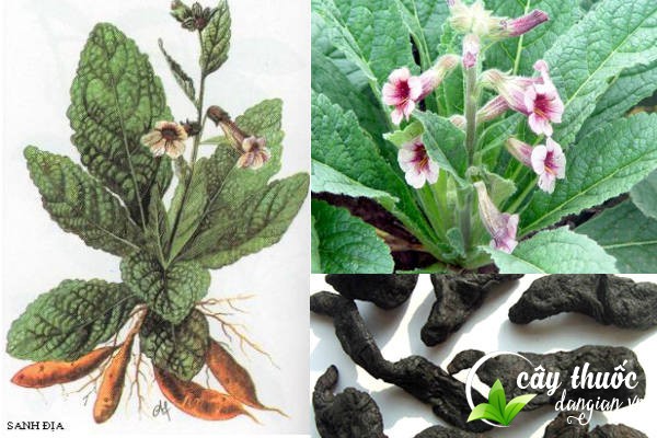 Lợi ích cho sức khỏe từ củ sinh địa