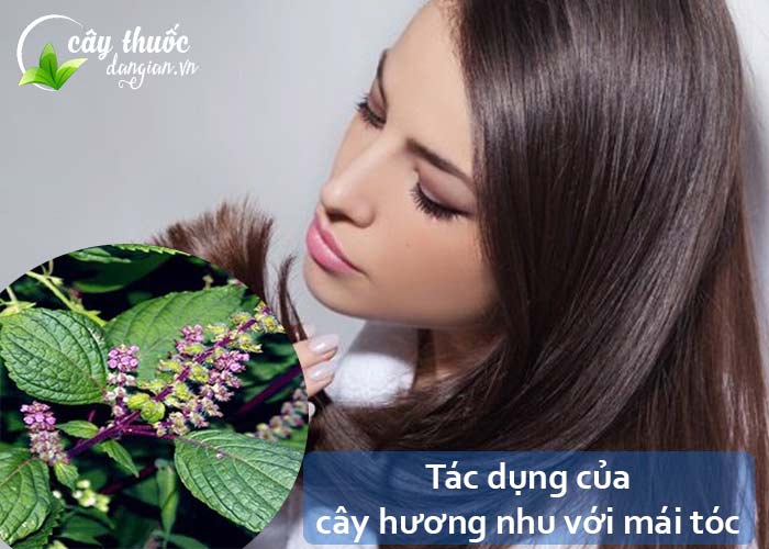 Tác dụng của cây hương nhu đối với mái tóc