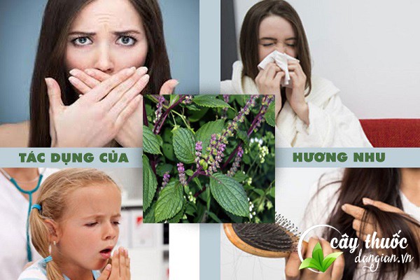 Tác dụng của cây hương nhu