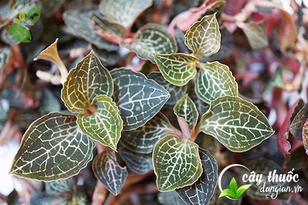 Lan kim tuyến chữa bệnh ung thư