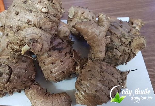 Bài thuốc chữa bệnh từ nghệ đen