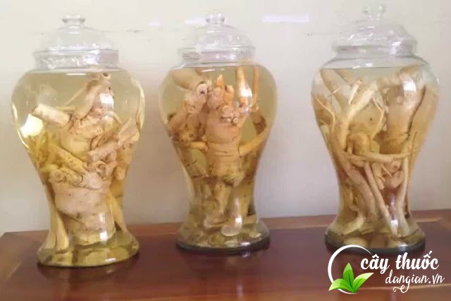 Rượu đinh lăng ngâm bồi bổ cơ thể