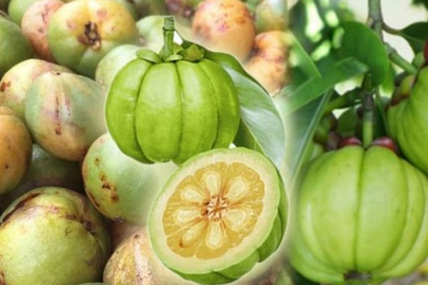 Quả bứa là một loại quả thường được sử dụng nhiều để giảm cân...