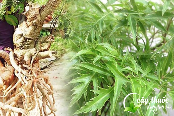 Củ đinh lăng dùng để làm thuốc