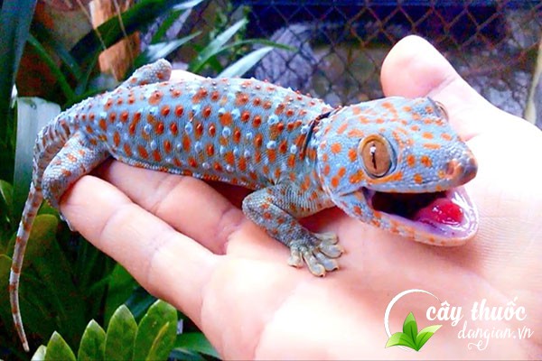 Con tắc kè còn có tên gọi khác là đại bích bổ, cáp giới,... được dùng để làm thuốc chữa bệnh