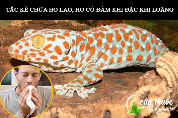 Bài thuốc con tắc kè chữa ho lao