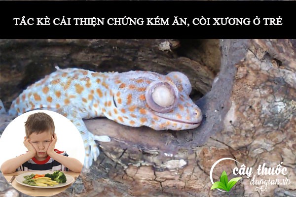bài thuốc tắc kè cải thiện chứng kém ăn, còi xương ở trẻ