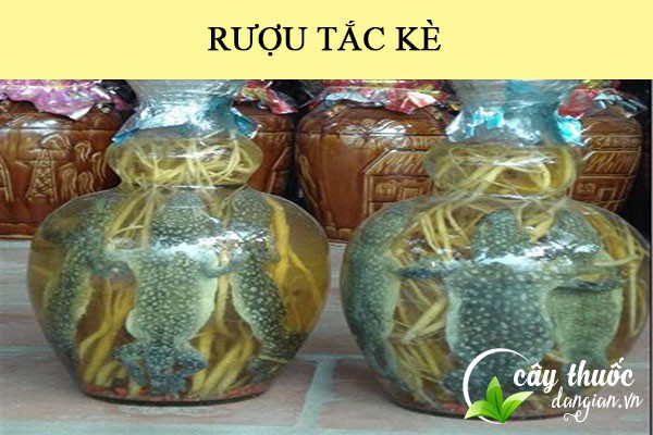 Tắc kè ngâm rượu