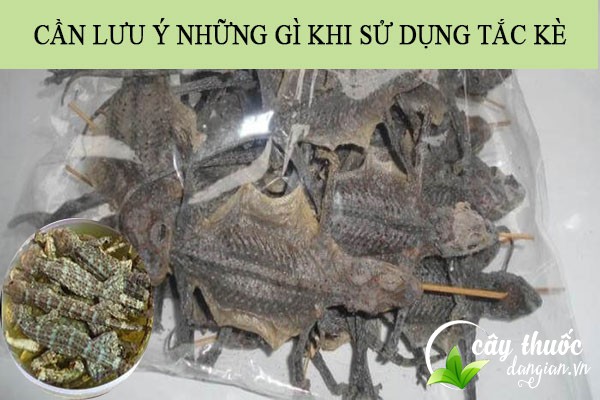 Lưu ý khi sử dụng tắc kè