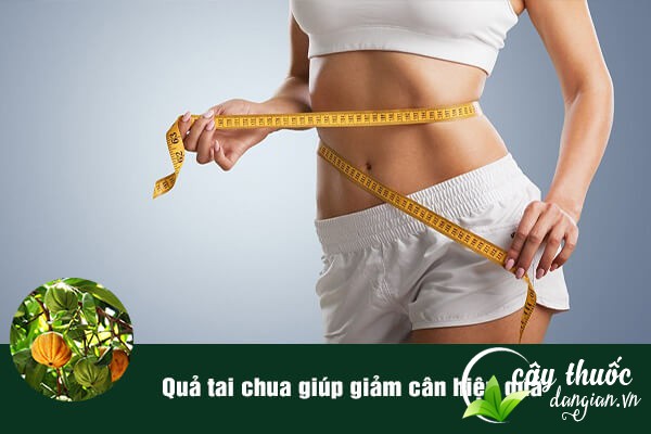Quả tai chua cũng thường được nhiều chị em phụ nữ sử dụng để giúp giảm cân
