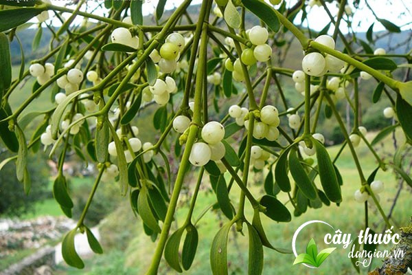 Cây tầm gửi hay còn gọi là chùm gửi, liễu kí sinh,... được sử dụng để làm bài thuốc chữa bệnh