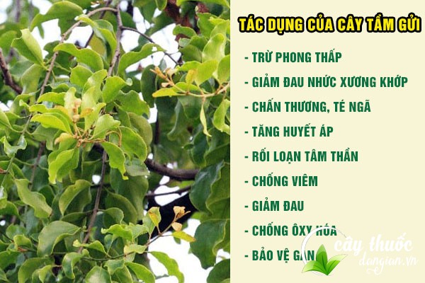 Công dụng tuyệt vời của cây tầm gửi 