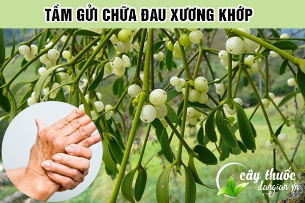 Bài thuốc cây tầm gửi chữa bệnh tê thấp