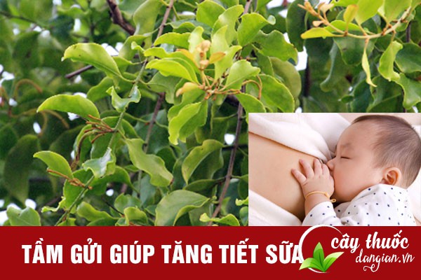 Bài thuốc tầm gửi giúp lợi sữa cho phụ nữ sau sinh
