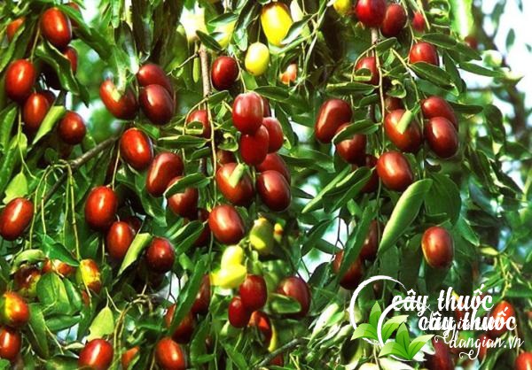 Táo đỏ - vị thuốc có nhiều công dụng tuyệt vời