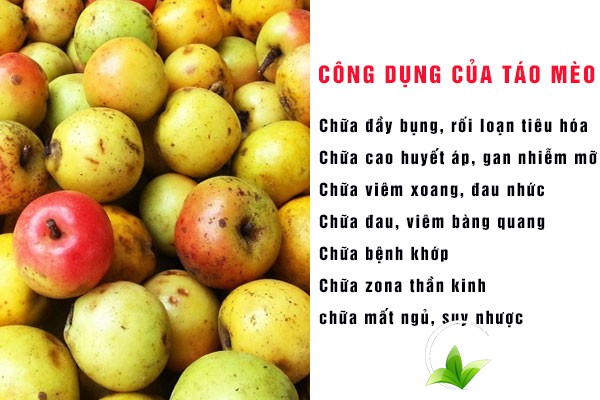 Táo mèo có nhiều công dụng tốt cho sức khỏe về cả mặt Đông y và Y học hiện đại