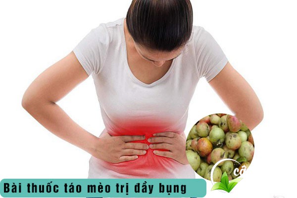 Táo mèo được sử dụng nhiều để làm bài thuốc chữa đầy bụng, rối loạn tiêu hóa