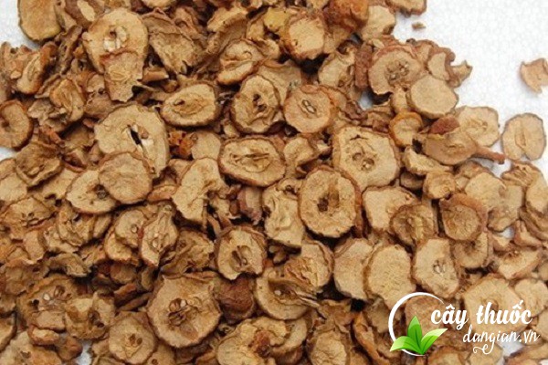 Lưu ý sử dụng táo mèo đúng liều lượng, không nên lạm dụng quá nhiều sẽ phản tác dụng