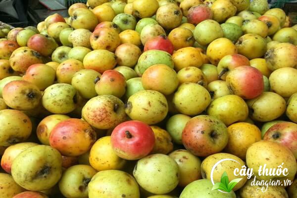 Táo mèo có tên gọi khác là bắc sơn trà, nam sơn trà, dã sơn trà,... thường được Đông y sử dụng làm thuốc chữa bệnh