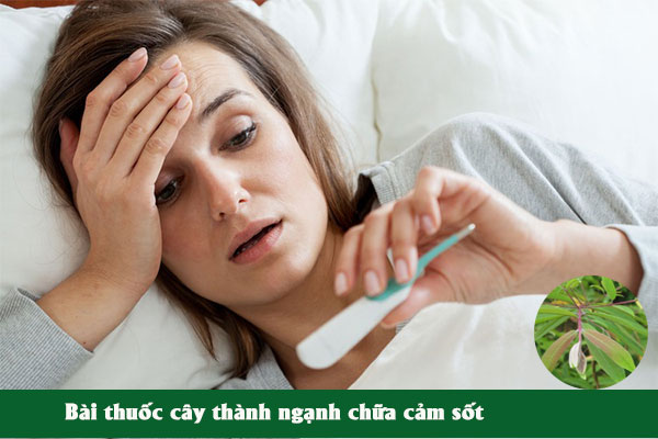 Bài thuốc cây thành ngạnh chữa cảm sốt.