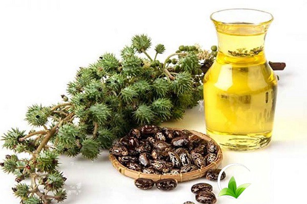 Nên tham khảo ý kiến của bác sĩ chuyên khoa trước khi sử dụng thầu dầu tía làm bài thuốc chữa bệnh.