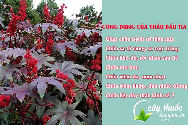 Một số công dụng tuyệt vời của cây thầu dầu tía không phải ai cũng biết