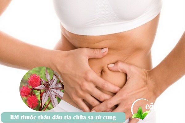 Bài thuốc thầu dầu tía trị sa tử cung hiệu quả cho chị em phụ nữ