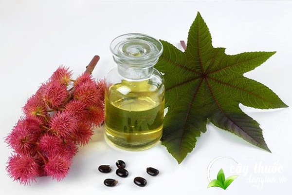 Lưu ý chỉ dùng thầu dầu tia đổi bôi, đắp ngoài da, không nên uống