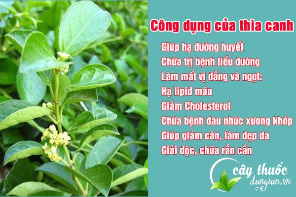 Thìa canh là thảo dược mang đến nhiều công dụng cho sức khỏe của con người