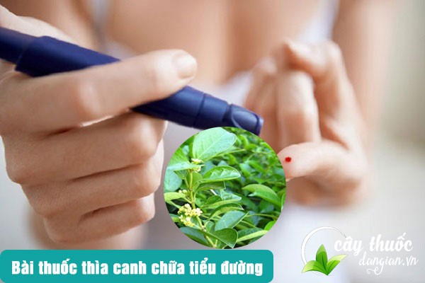 Bài thuốc từ thìa canh chữa tiểu đường khá tốt