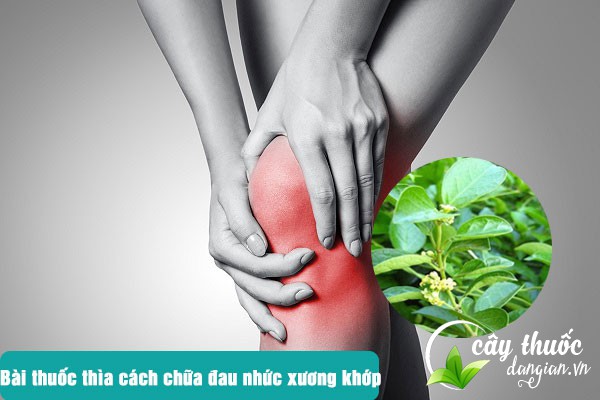 Thìa canh được nhiều người sử dụng để làm bài thuốc chữa bệnh đau nhức xương khớp