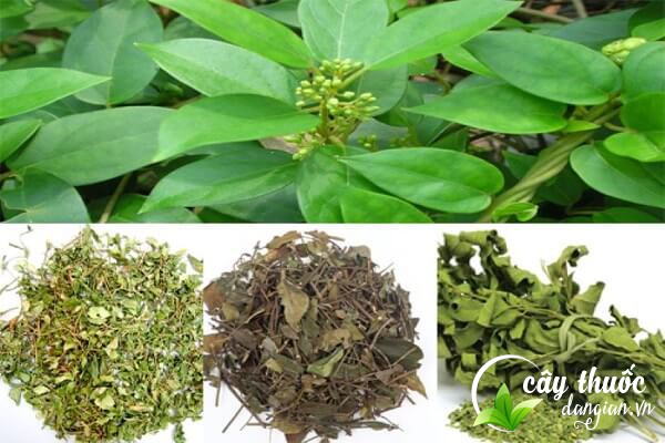 Lưu ý lựa chọn mua dược liệu tại địa chỉ uy tín để tránh mua phải hàng kém chất lượng