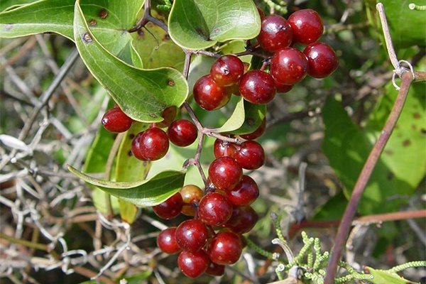 Thổ phục linh còn có tên gọi khác như khúc khắc, linh phạn đoán, cậm cù, sơn lỳ lương,... là một cây dược liệu.