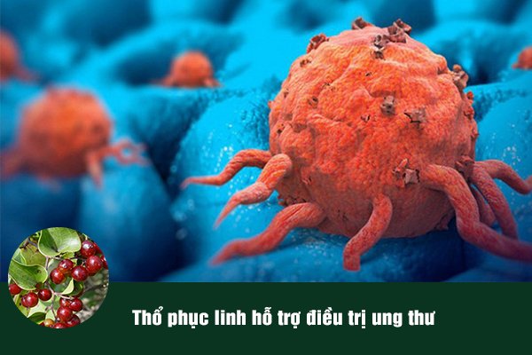 Thổ phục linh được sử dụng trong các bài thuốc hỗ trợ điều trị ung thư.