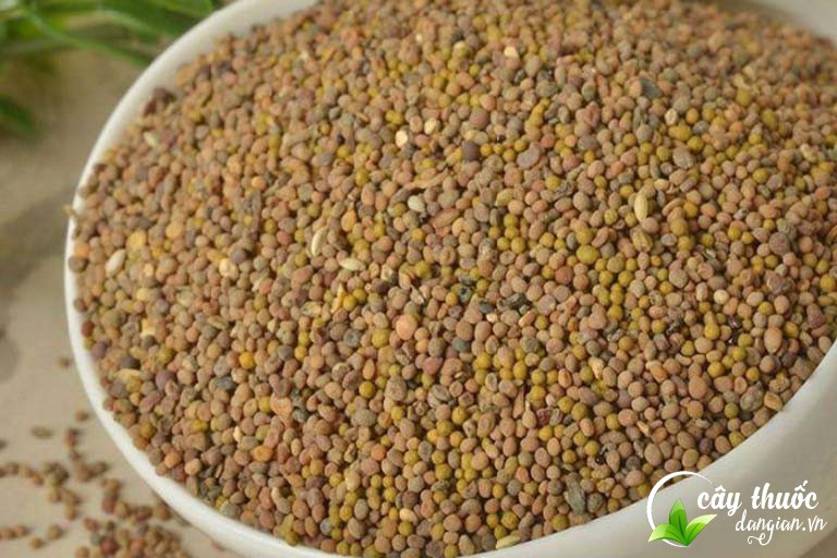 Thỏ ty tử dược liệu