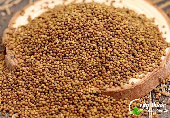 Các bài thuốc chữa bệnh từ thỏ ty tử