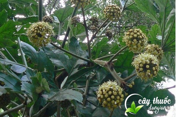 Thông thảo có tên khoa học là Tetrapanax papyriferus (Hook) K. Koch là một vị thuốc thường được dùng trong Đông y.