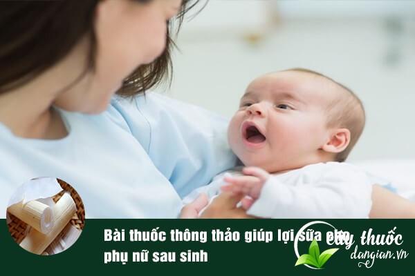 Thông thảo thường được dùng làm bài thuốc trị lợi sữa cho phụ nữ sau sinh rất hiệu quả.