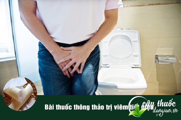 Bài thuốc thông thảo trị viêm tiết niệu, tiểu ít khá hiệu quả và được nhiều người áp dụng.