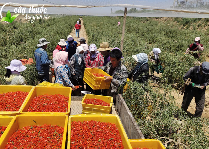 Thu hoạch kỷ tử đỏ