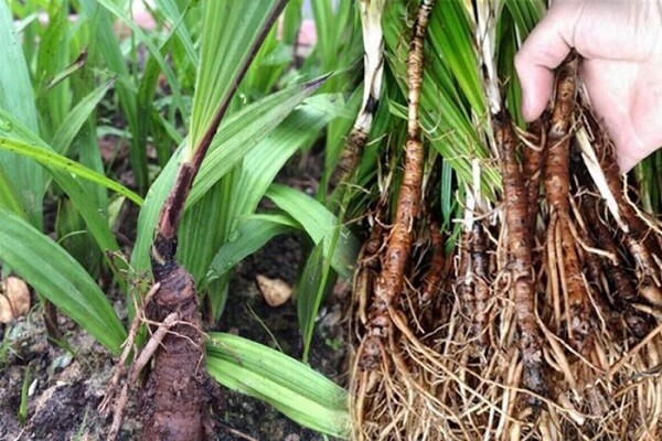 Tiên mao hay còn được gọi là sâm cau đen là một dược liệu quý hiếm có tác dụng tốt cho sức khỏe.