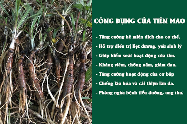 Tiên mao mang lại nhiều công dụng tốt cho sức khỏe, đặc biệt là cho sinh lý nam giới.