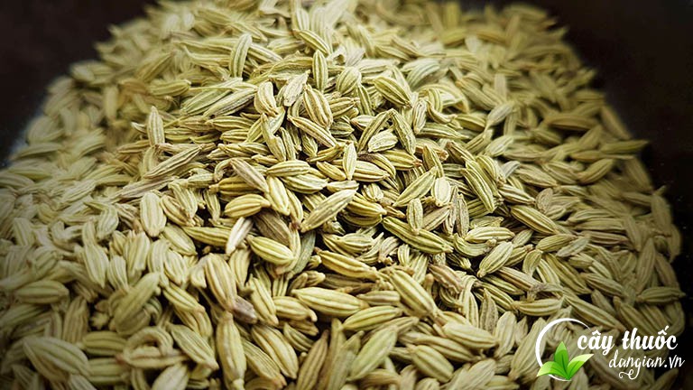 Tiểu hồi hương chữa chứng vàng da do thiếu máu