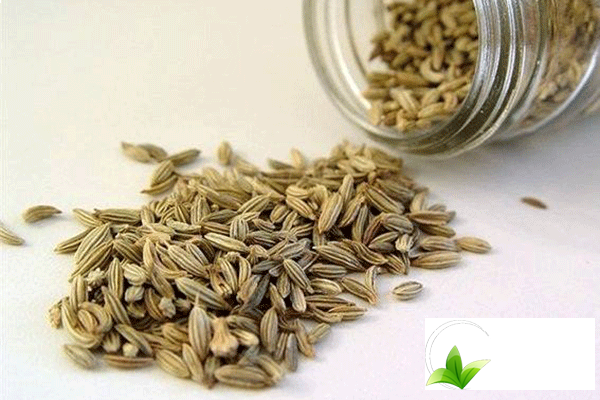 Công dụng của tiểu hồi hương đối với sức khỏe