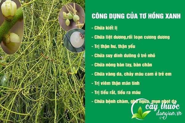 Một số công dụng tuyệt vời của tơ hồng xanh đối với sức khỏe