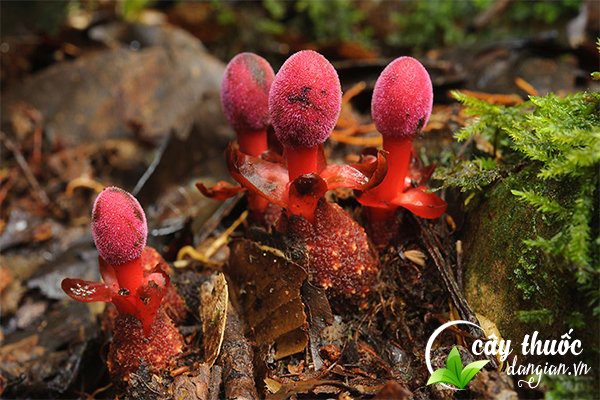 Tỏa dương còn gọi là Xà cô, củ gió đất và có tên khoa học là Balanophora là một vị thuốc đông y rất tốt.