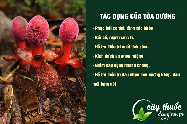 Những công dụng tuyệt vời của tỏa dương đối với sức khỏe.