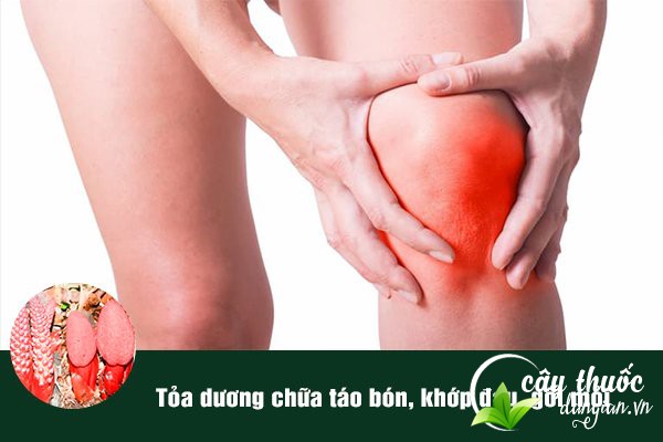 Bài thuốc tỏa dương giúp chữa đau nhức xương, mỏi gối rất tốt.